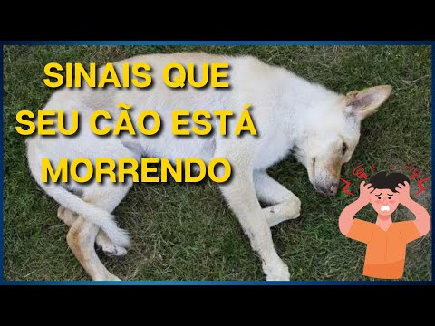 Vídeo: Um veterinário compartilha 10 sinais críticos de câncer em cães