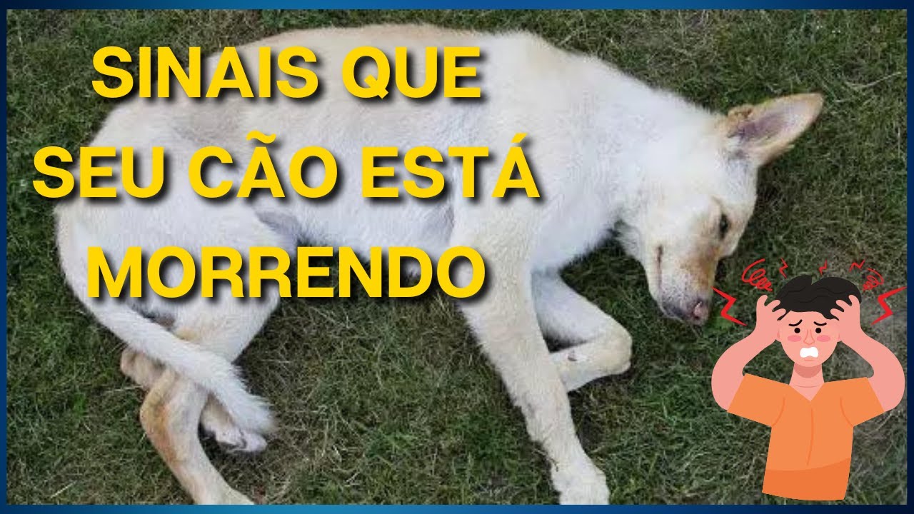 5 Sinais Críticos que Indicam que seu Cachorro Está Morrendo (Parte 1 ...