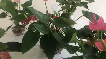 Pode cultivar antúrio na água?