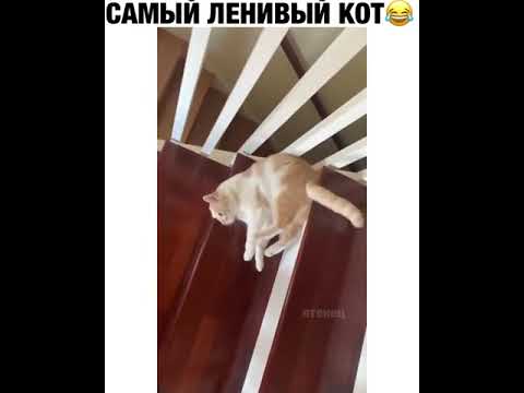 Самый ленивый кот |Tik tok \ приколы тик ток| #shorts