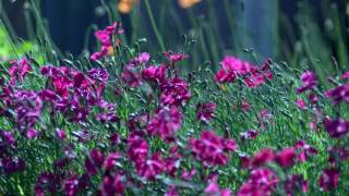 My Edited Video Wealth