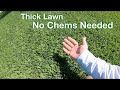 The Fastest Way to a HEALTHY LAWN :: Thick Green Lawn Fast