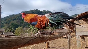 Muag qaib dib cuab tuaj zoo 2020