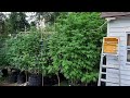 Outdoor weed grow 2023 ep1 set up huge experiment how i plan to grow 10x10 tree in 700 gallons