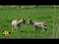 Rehböcke kämpfen spielerisch (roebucks fight playfully) 4K