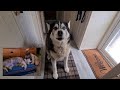 Husky tries to stop me picking up my Daughter