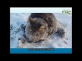 Спасение животных Animal Rescue 动物救援 レスキュー動物