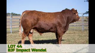 LOT 44 - BJF Impact Wendal