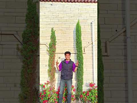 اسمع صاصا قال ايه رقم واحد في مجال اقسم بالله ودي يا صاصا