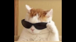 Risk.. Gacha Trend Warrior Hazel Au Read Desc For Oc Info Og? Gc