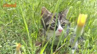 A Tiny Heart's Thrill: Adorable Kitten's Encounter with Soil and Flowers#kitten #cats #cute