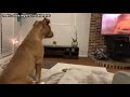 Dog's emotional reaction to 'The Lion King'