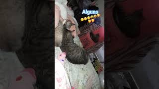 #amomeupet somos uma família #cat muitos 😂
