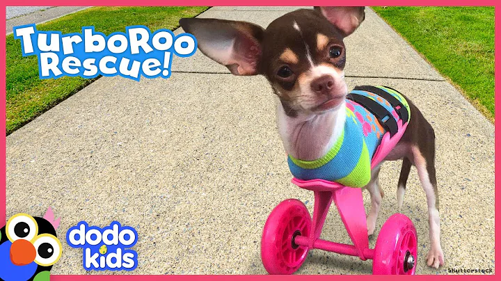Little Dog With No Front Legs Gets The Tiniest Set of Wheels | Animal Videos For Kids | Dodo Kids - DayDayNews