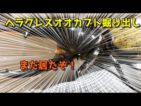 ヘラクレスオオカブト】実はまだ居ました！らくボックスに入れてた