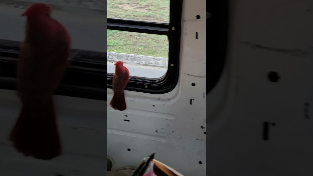 Bird/Cardinal in my van