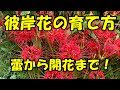 彼岸花の育て方