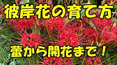 リコリス オーレアの育て方 Youtube