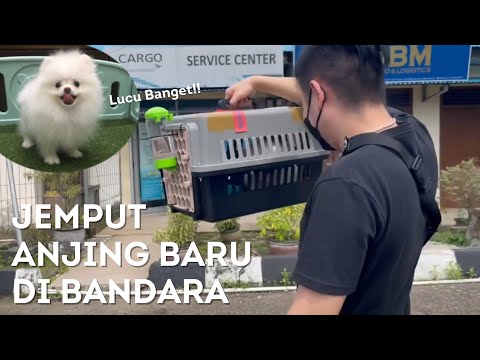Buy a New Dog and Pick It Up Directly at the Airport - Daily Vlog