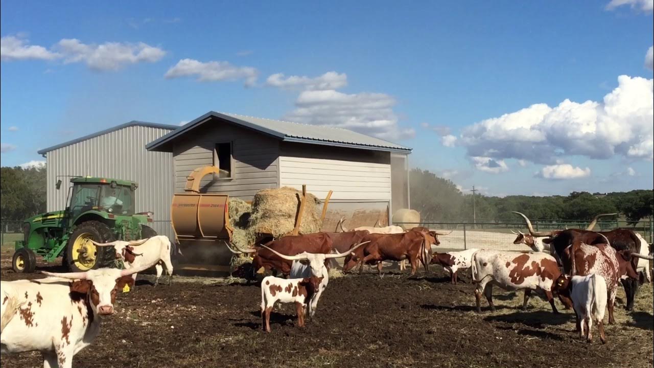 Struthoff Ranch grinding hay for the longhorns YouTube