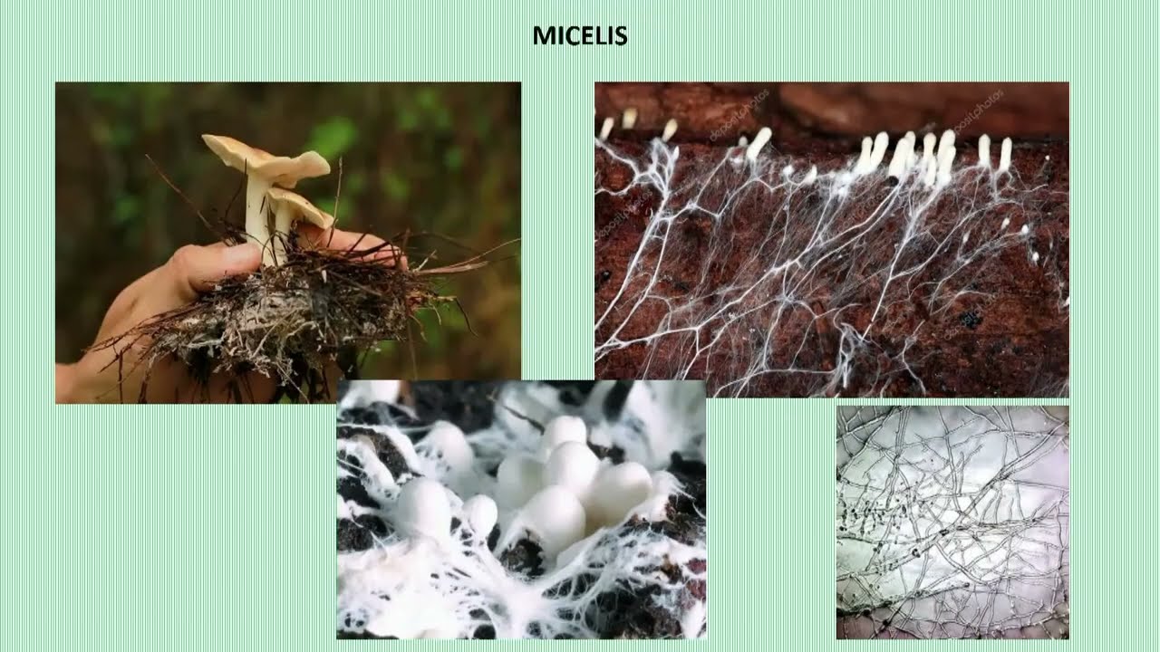 Els Bolets de Primavera de Cerdanya - Enric Quílez