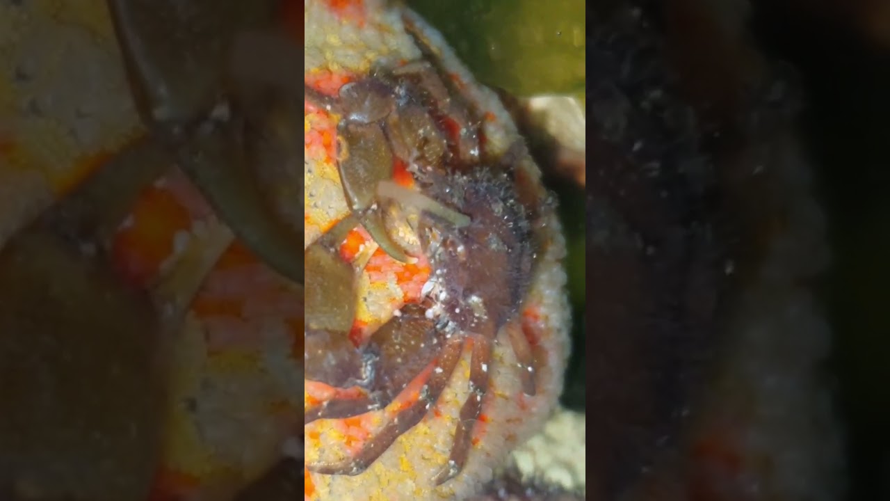 별불가사리 위에 올라탄 뿔물맞이게(Pugettia quadridens)