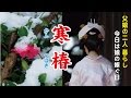 寒椿(平林由美子)