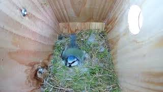 Hillside Animal Sanctuary Blue Tit Nest Camera Live Stream