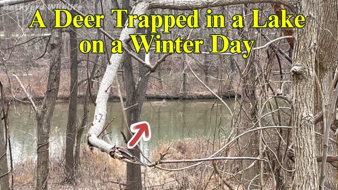 A deer was trapped in a lake on a winter day #deer #wildlife #animals # ...