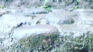 Pesona kebun teh Kulon Progo