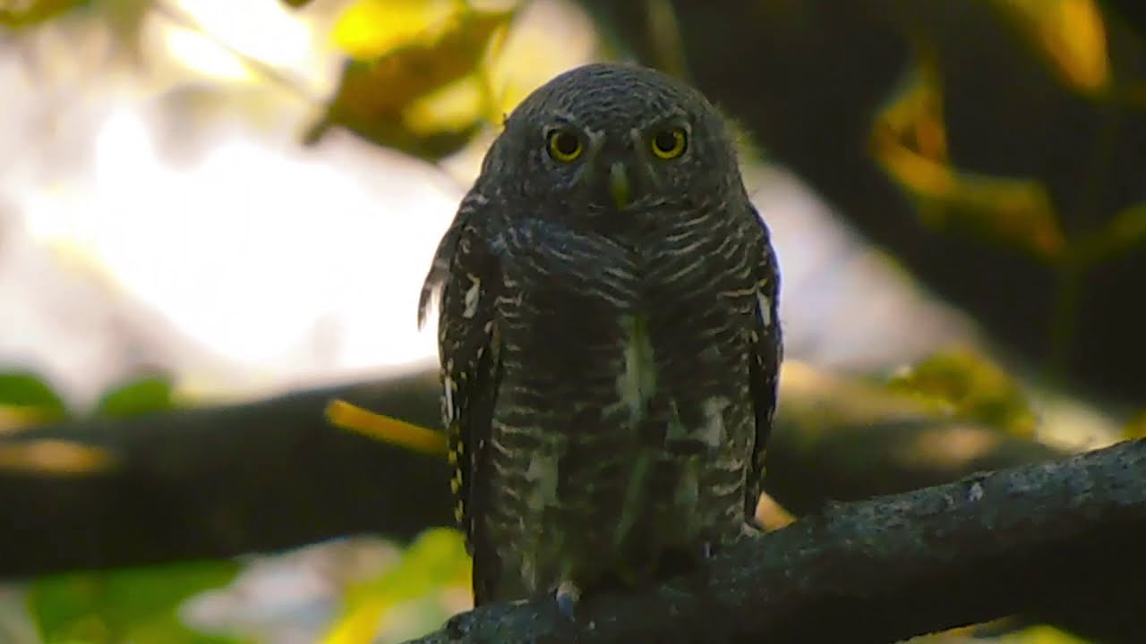 उत्तराखंड में उल्लू की एक प्रजाति = Asian Barred Owlet|| वीडियो को जरूर