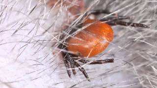 Tick Myth   Cats Don't Get Ticks