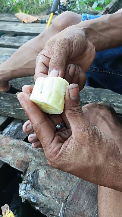 How to install catfish bait‼️