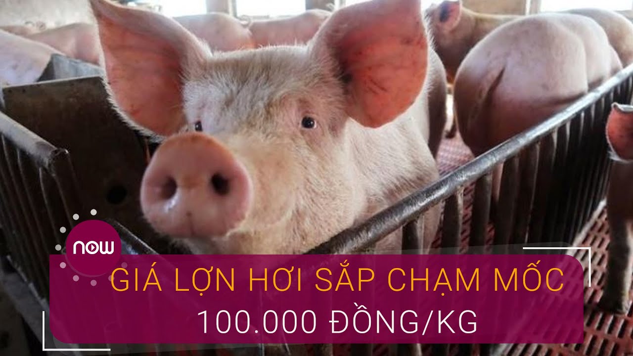 Giá Lợn Hơi Sắp Chạm Ngưỡng 100.000 Đồng/Kg | Vtc Now - Youtube