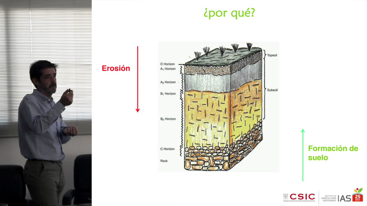 Cubierta vegetal en el olivar