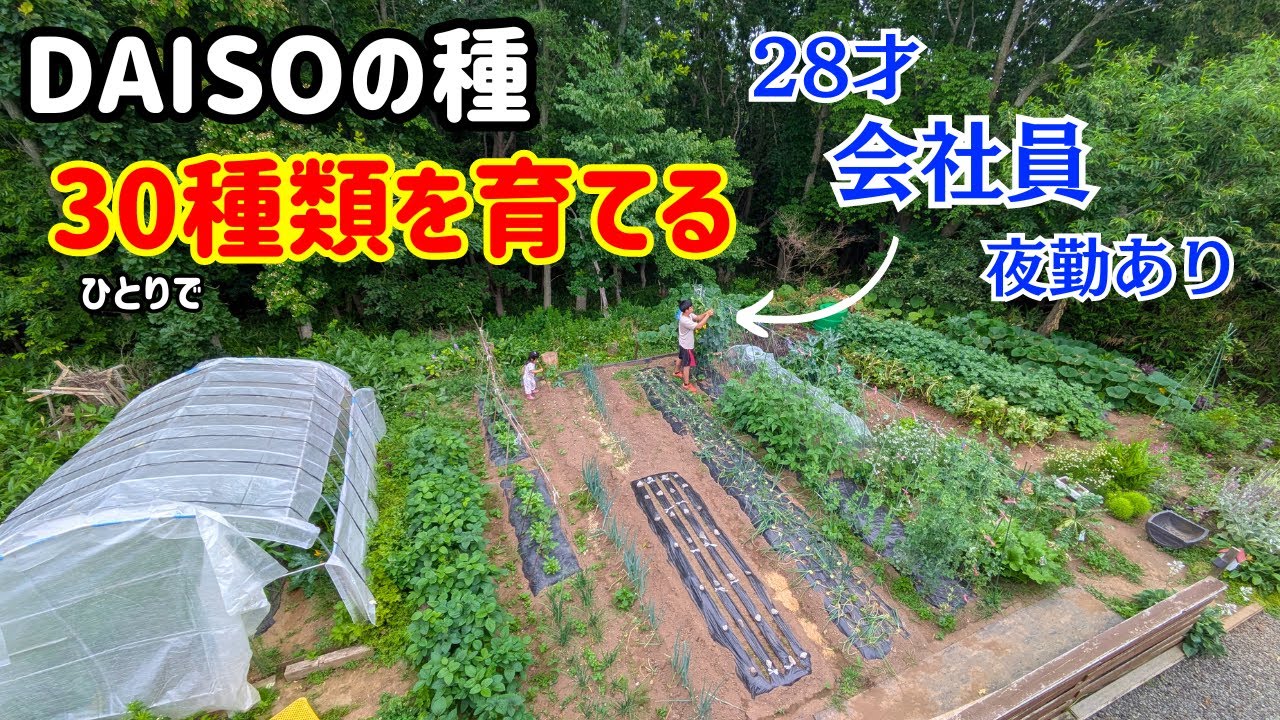 絶対に元が取れるダイソー種を３つ紹介します【家庭菜園初心者】