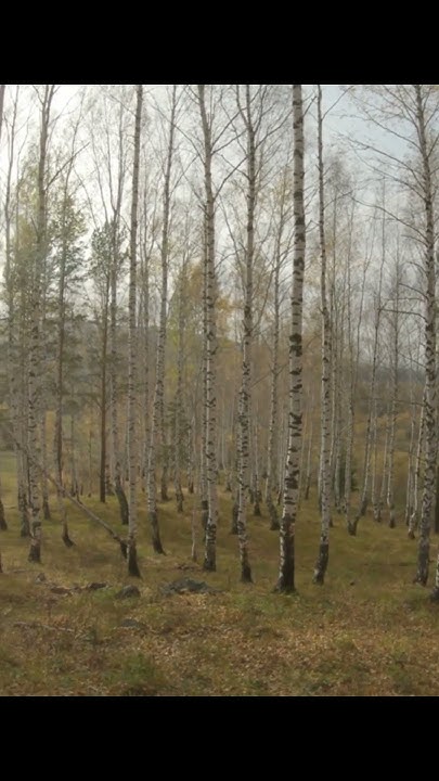 п. Баранчинский. Осень. Бабушкина горка. #shorts #баранчинский - YouTube