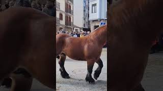 Alsasua 2023. Potros de dos años