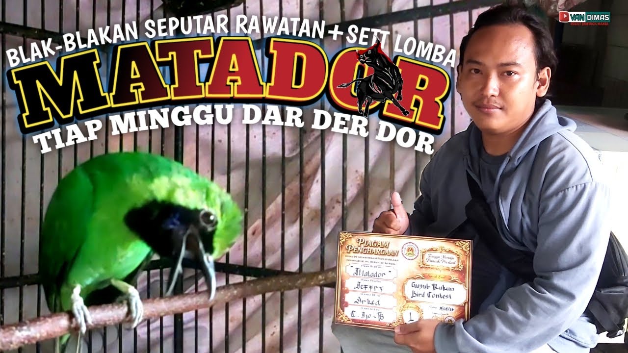 BLAK-BLAKAN RAWATAN SETT PEKERJA Cucak ijo MATADOR‼️Rawatan Harian dan set Lomba Cucak ijo