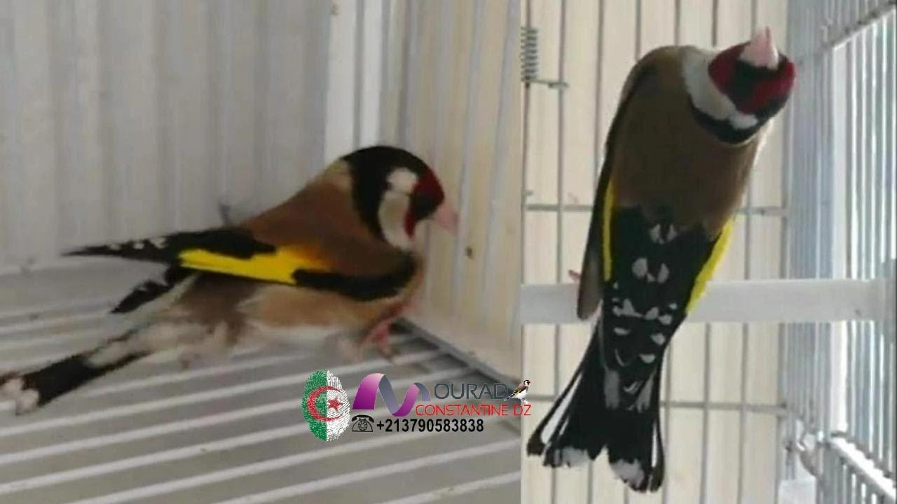 مراد قسنطينة يعرض عليكم فيديو فيه اغرب معلومة لم يسبق لاحد في اليوتيوب ان قدمها للمشاهدين 2021