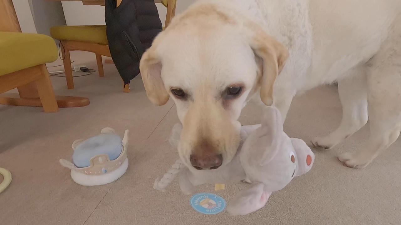 嬉しくて楽しくて美味しい時間。ラブラドールきなこ９歳２か月サブレ４歳５か月