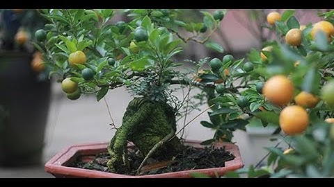 MÔ HÌNH QUẤT BONSAI GHÉP TRÊN GỐC CẦN THĂNG