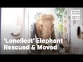 ‘World’s Loneliest Elephant’ is Finally Getting a New Home | NowThis