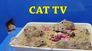 Mice For Cats To Watch  Cat Tv  Mice in The Jerry Mouse Hole  10 Hours Video for Cats