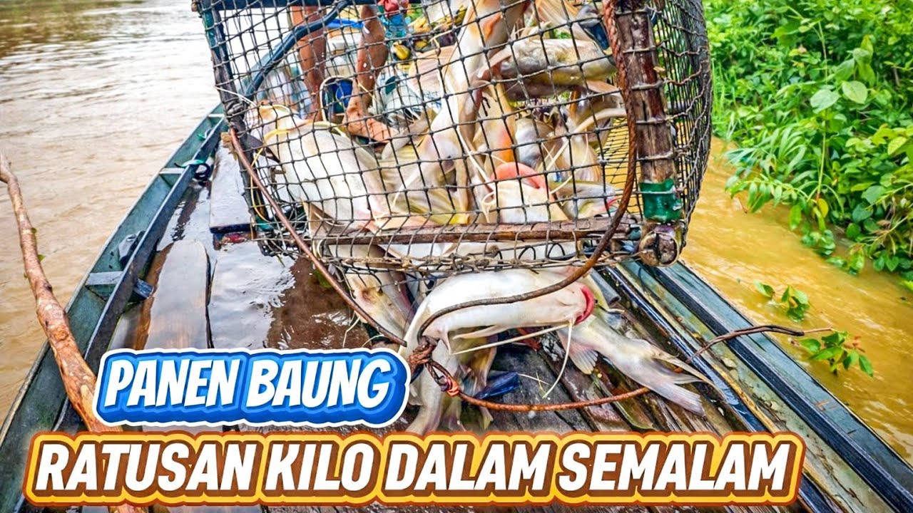 GILA‼️ Semalam Jaring Langsung Penuh Ikan Baung,Sampai Susah Diangkat