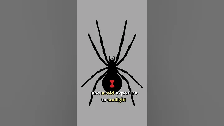 The Black Widow Spider - 天天要闻