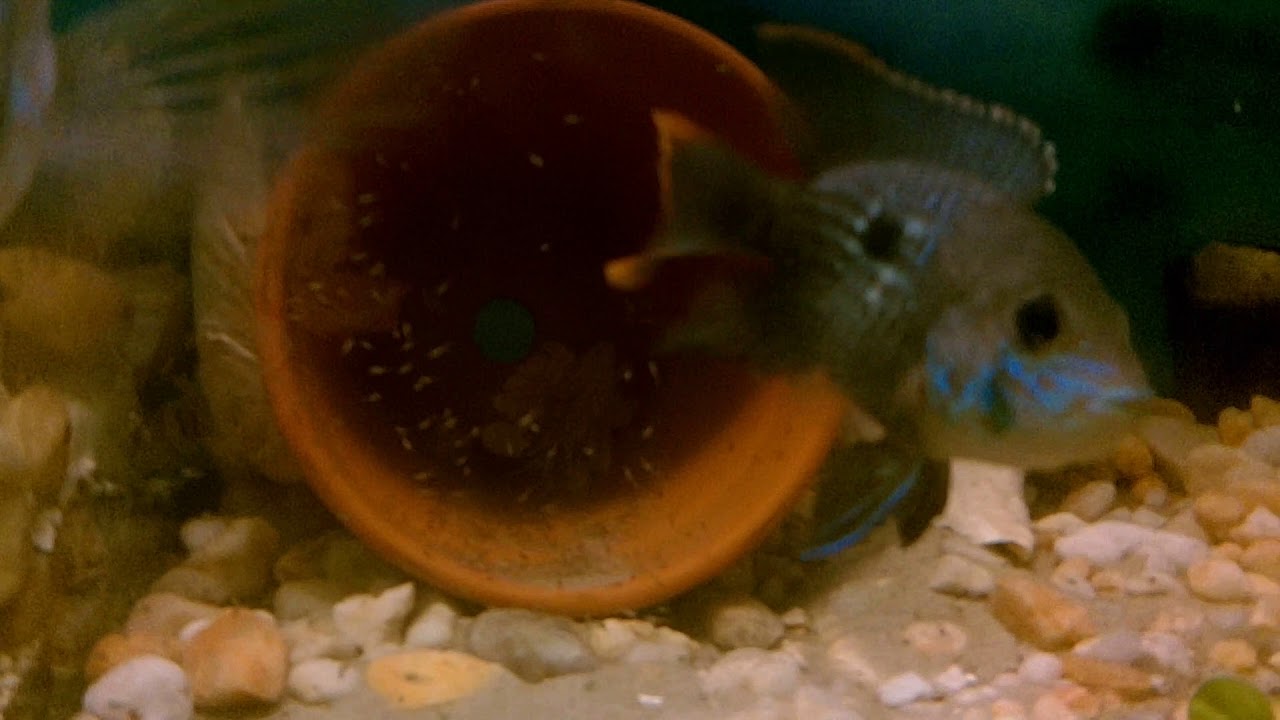 SB GREEN TERROR & FRY