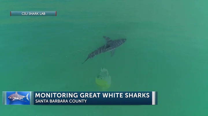 Santa Barbara Coast is a nursery 'hot spot' for great white sharks