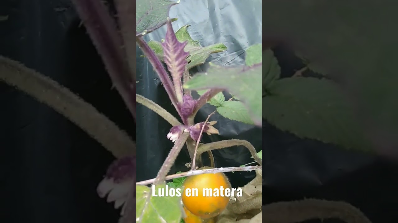 cosechando lulos en casa 