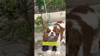 Kral hareket  😎 Tek hareketi ile yelkenleri suya indiren ben 😂🥰🥰🥰